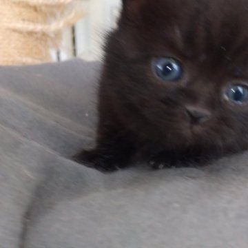 ブリティッシュショートヘア【宮城県・女の子・2024年2月3日・ブラック（短毛）】の写真「希少価値黒猫のメスが生まれました。」
